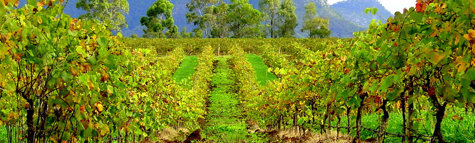 The Hunter Valley is one of the best known wine regions in Australia.